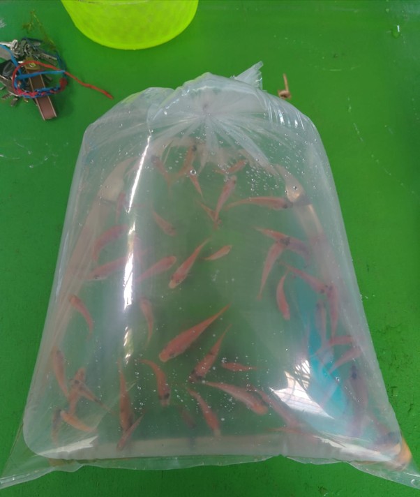 Benih ikan hias 2