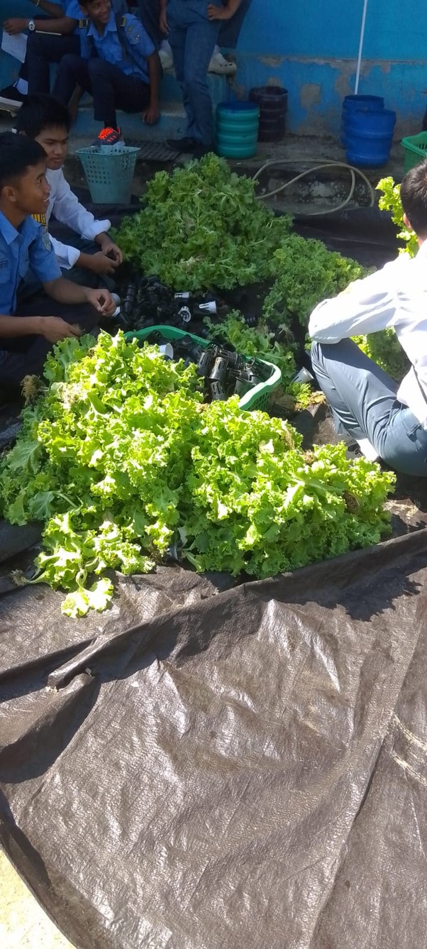 Sayur hidroponik