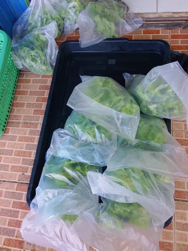 Sayur hidroponik 2